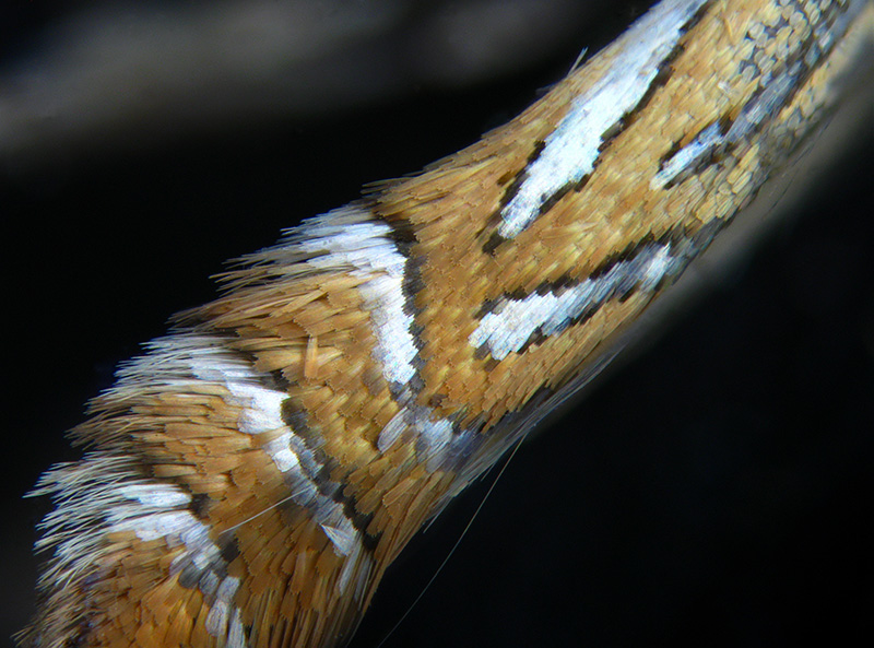 Lithocolletis (Phyllonorycter) platani